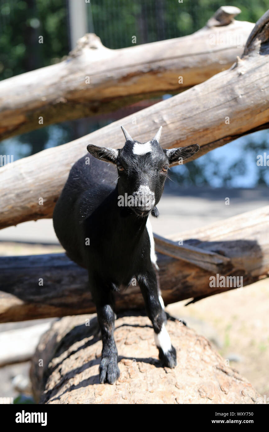 Adorabile e cordiale in bianco e nero di capra piccolo fotografato in Korkeasaari, Helsinki. In questa foto si può vedere la Capra in piedi sulla cima di un albero. Foto Stock