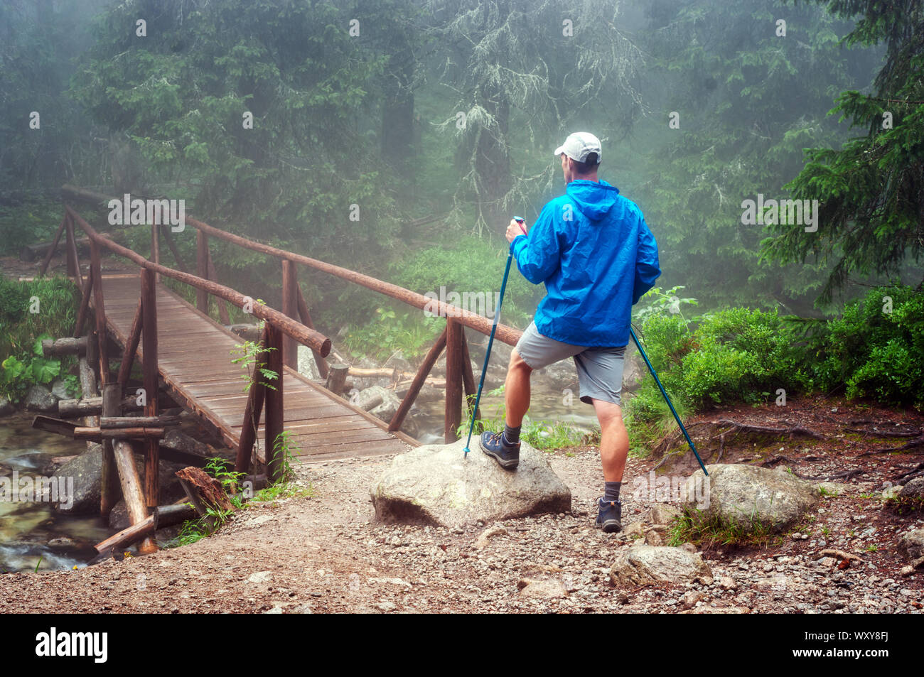 Escursionista nel bosco Foto Stock