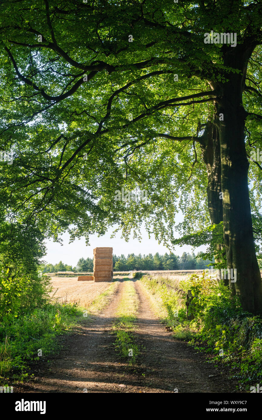 Le balle di paglia in un campo attraverso gli alberi nella campagna di Cotswold. Cotswolds, Gloucestershire, Inghilterra Foto Stock