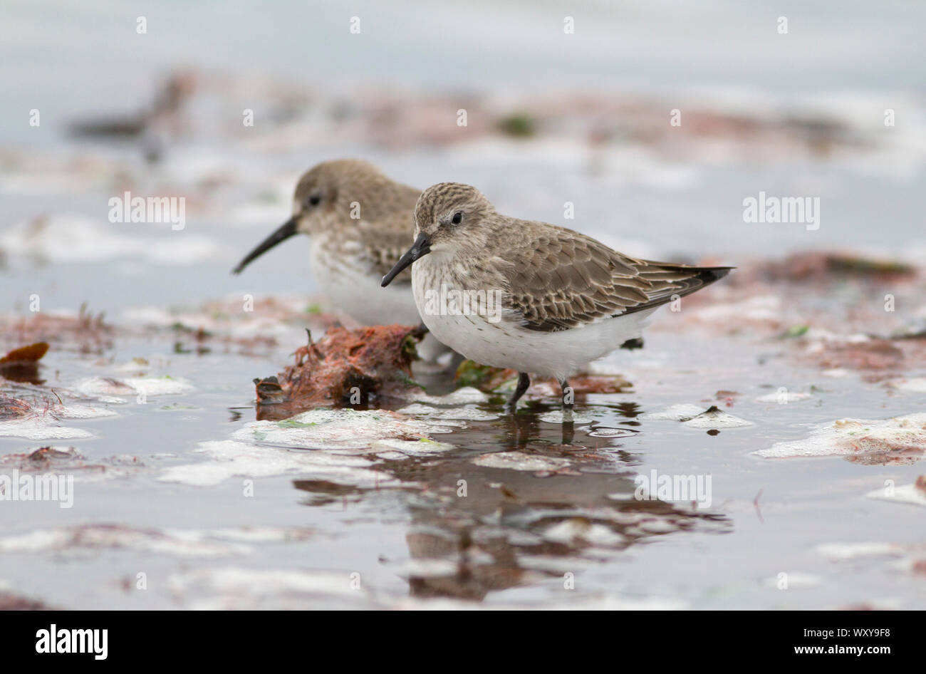 Dunlin, Calidris alpina, due adulti in inverno piumaggio permanente sulla battigia. Pennington, Hampshire, Regno Unito Foto Stock