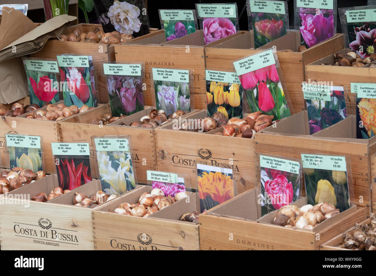 Tulip lampadine per vendita a flower show Foto Stock