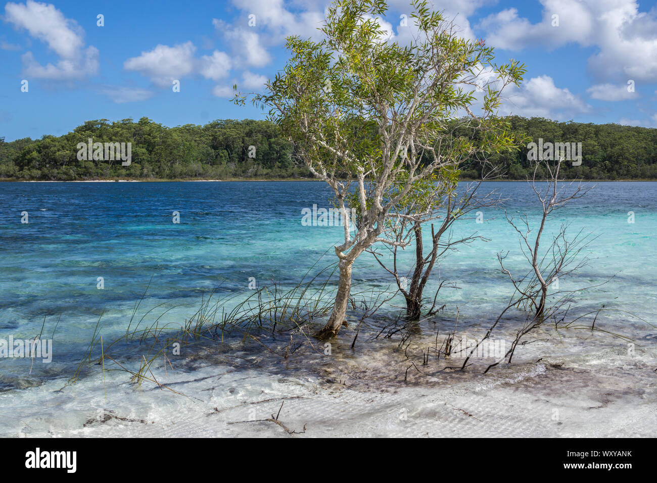 Lago McKenzie, l'Isola di Fraser, Queensland, Australia Foto Stock