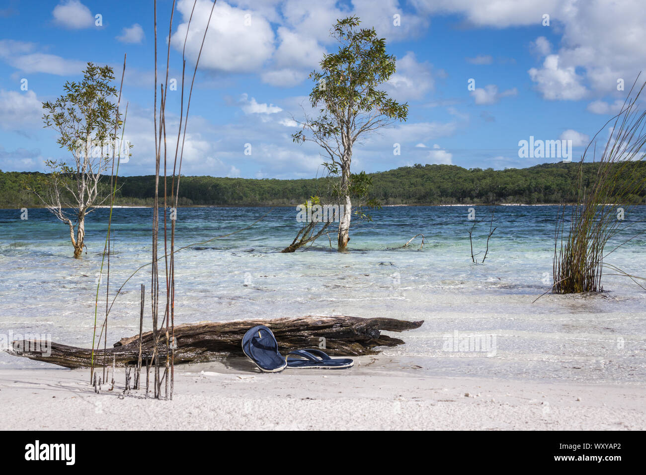 Lago Mckenzie Fraser Island - Australia Foto Stock