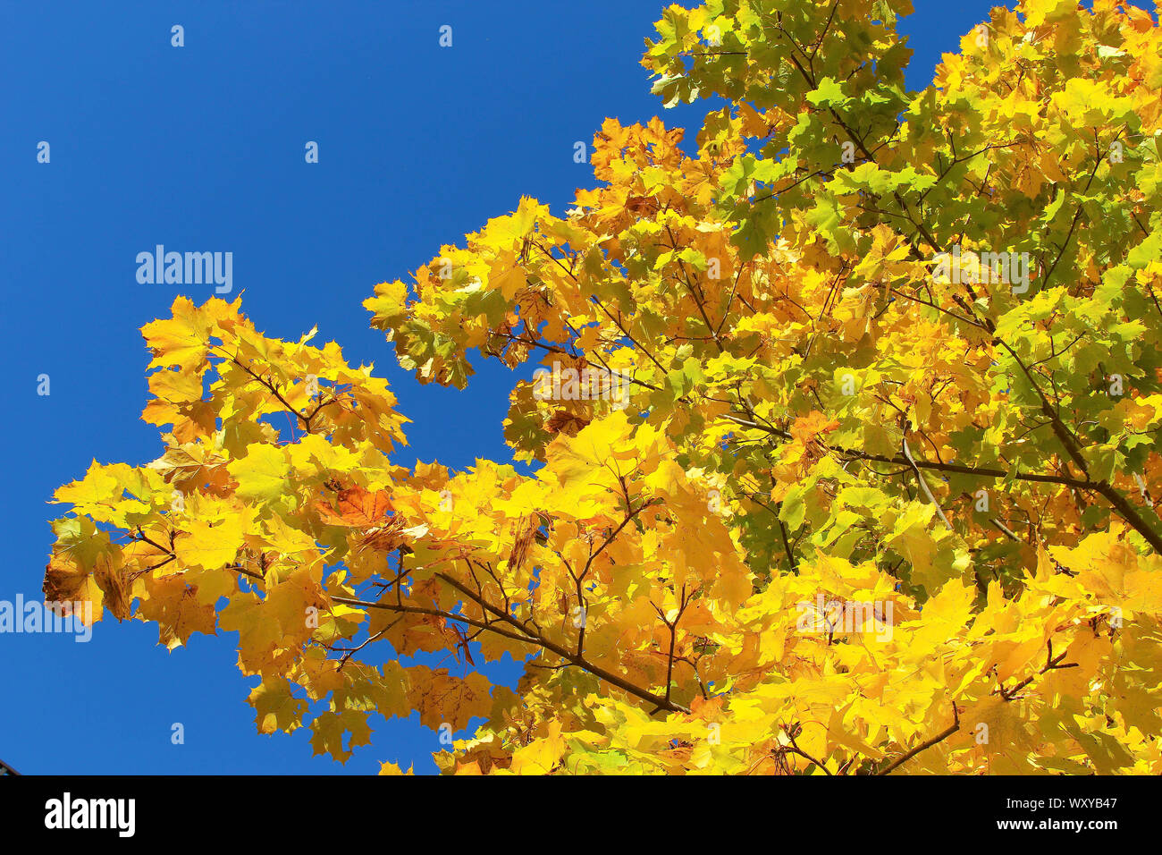 Goldenes Herbstlaub strahlend vor blauem Himmel Foto Stock