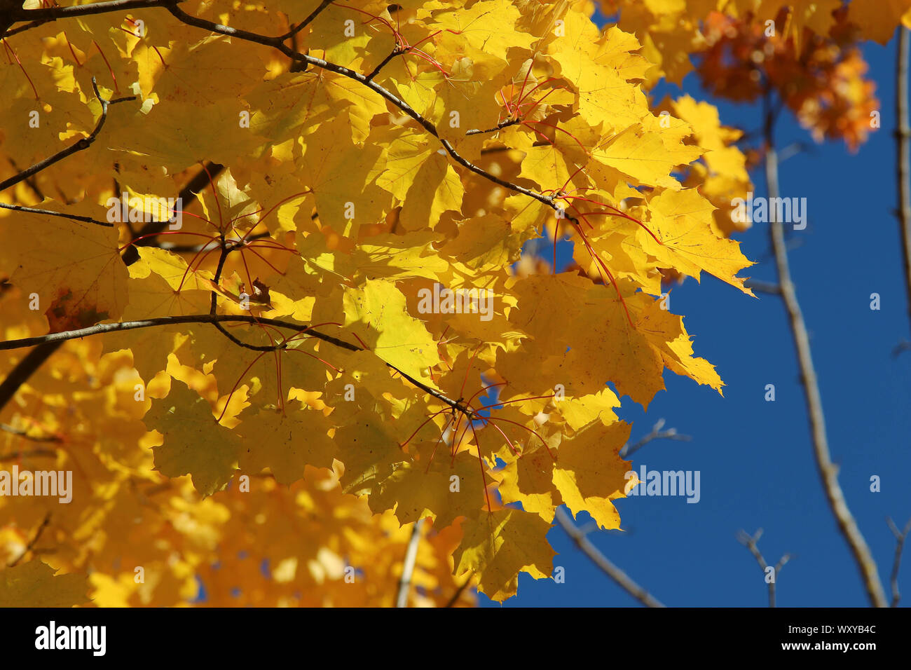 Goldenes Herbstlaub strahlend vor blauem Himmel Foto Stock
