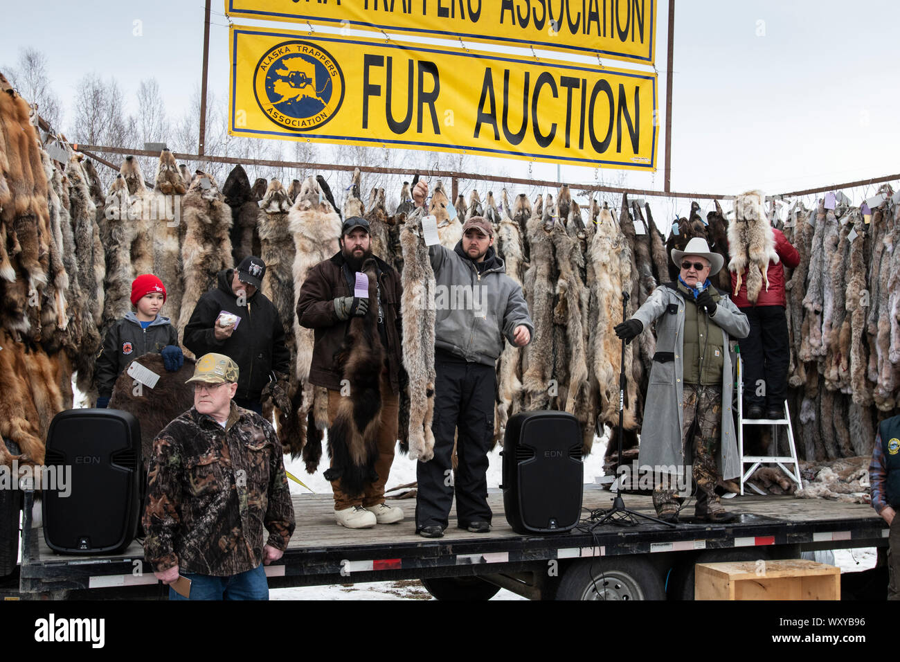 Nord America; Stati Uniti; Alaska; inverno; fauna; Alaska cacciatori associazione asta pelliccia; Wolverine e lynx fur essendo trattenuto. Foto Stock