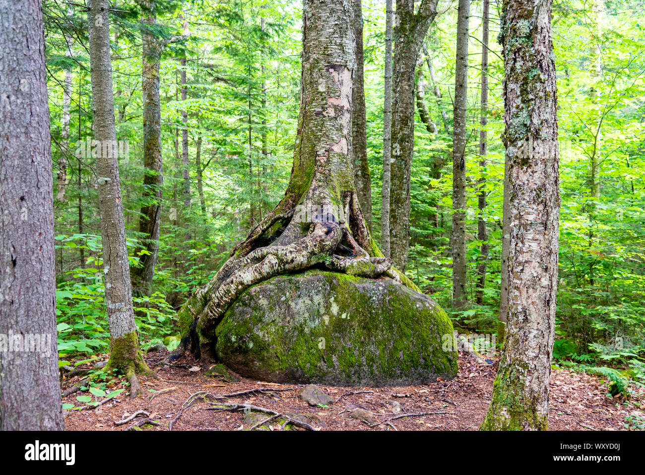 Foresta di Mont-Tremblant resort, estate Foto Stock