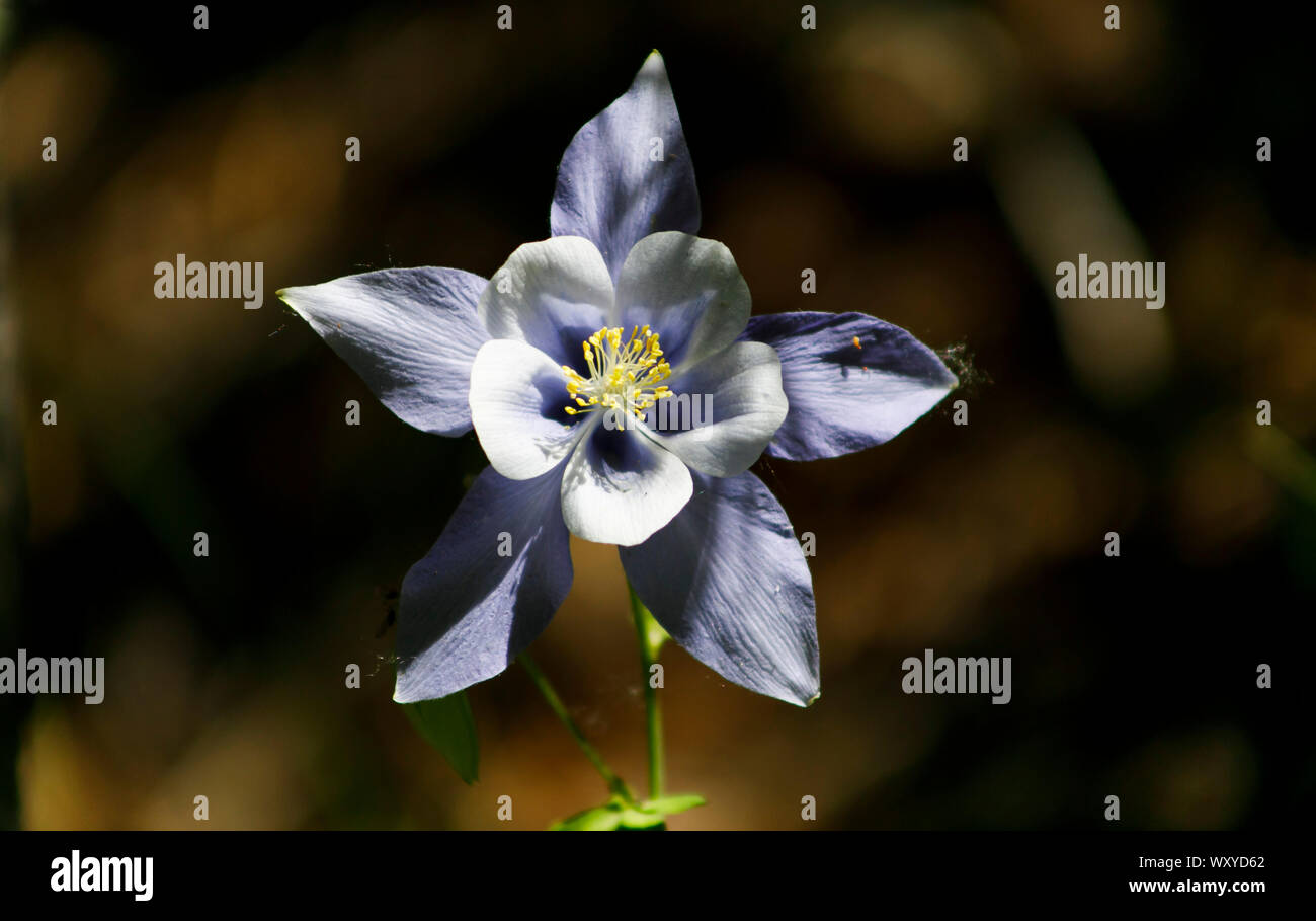 Un millefiori Columbine spicca nella luce del sole durante il periodo estivo in Colorado. Foto Stock