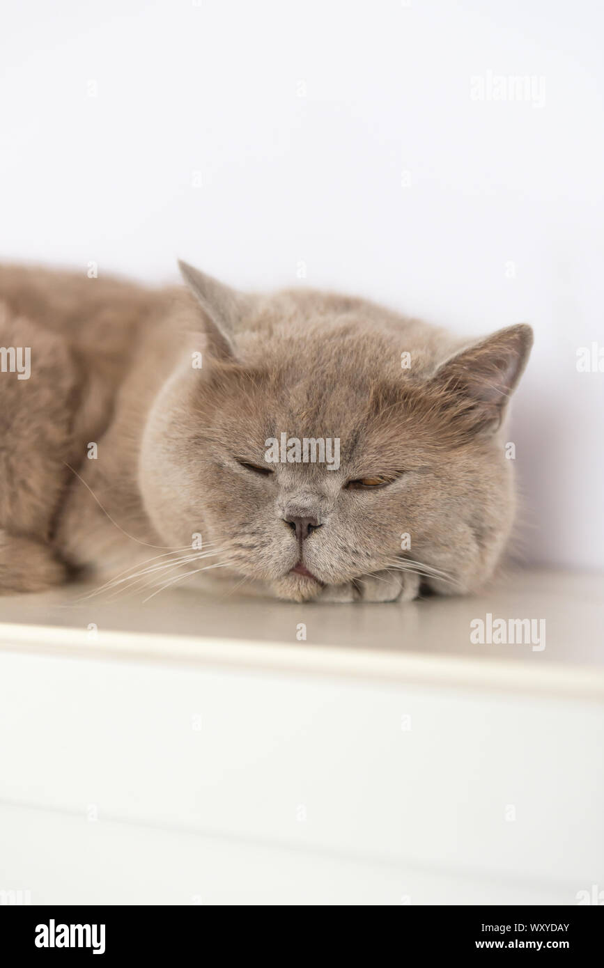 British Shorthair cat è sdraiato e dormiva sul tavolo bianco. Foto Stock