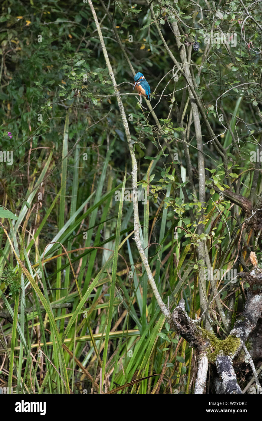 Kingfisher nella pesca ad albero Foto Stock