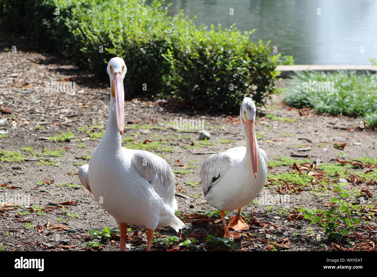 American pellicani bianchi a Brookfield Zoo. Foto Stock