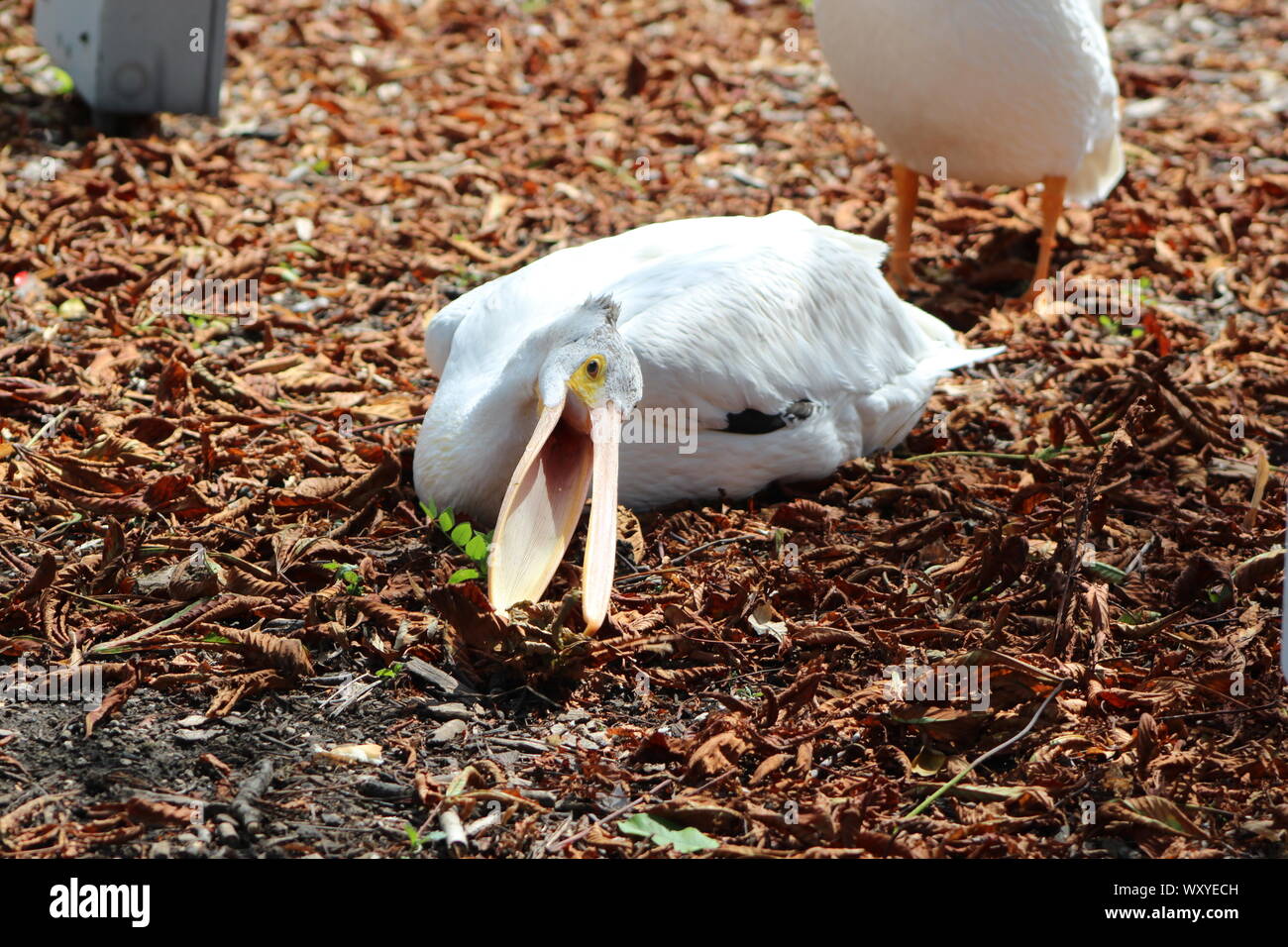 American pellicani bianchi a Brookfield Zoo. Foto Stock