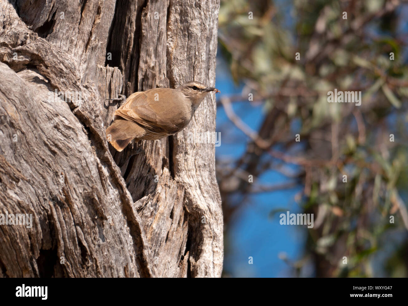 Brown rampichino alpestre, Climacteris picumnus, arroccato sul lato del tronco di un albero di alimentazione con un insetto nel becco di Warren New South Wales, Australia. Foto Stock