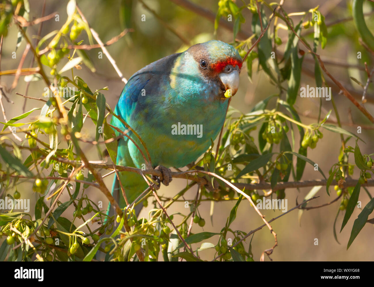 Anello-colli, Parrot Barnardius zonarius, appollaiato in un albero alimentazione su piccola frutta a Warren, Western New South Wales, Australia Foto Stock