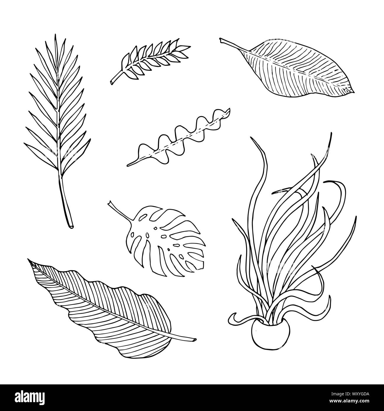Set di di foglie: epiphyllum, Monstera, palm, zamioculca, medusa, banana e philodendron. Monocromatico doodle sketch, disegno a mano. Contorno nero su sfondo bianco. Illustrazione Vettoriale Illustrazione Vettoriale