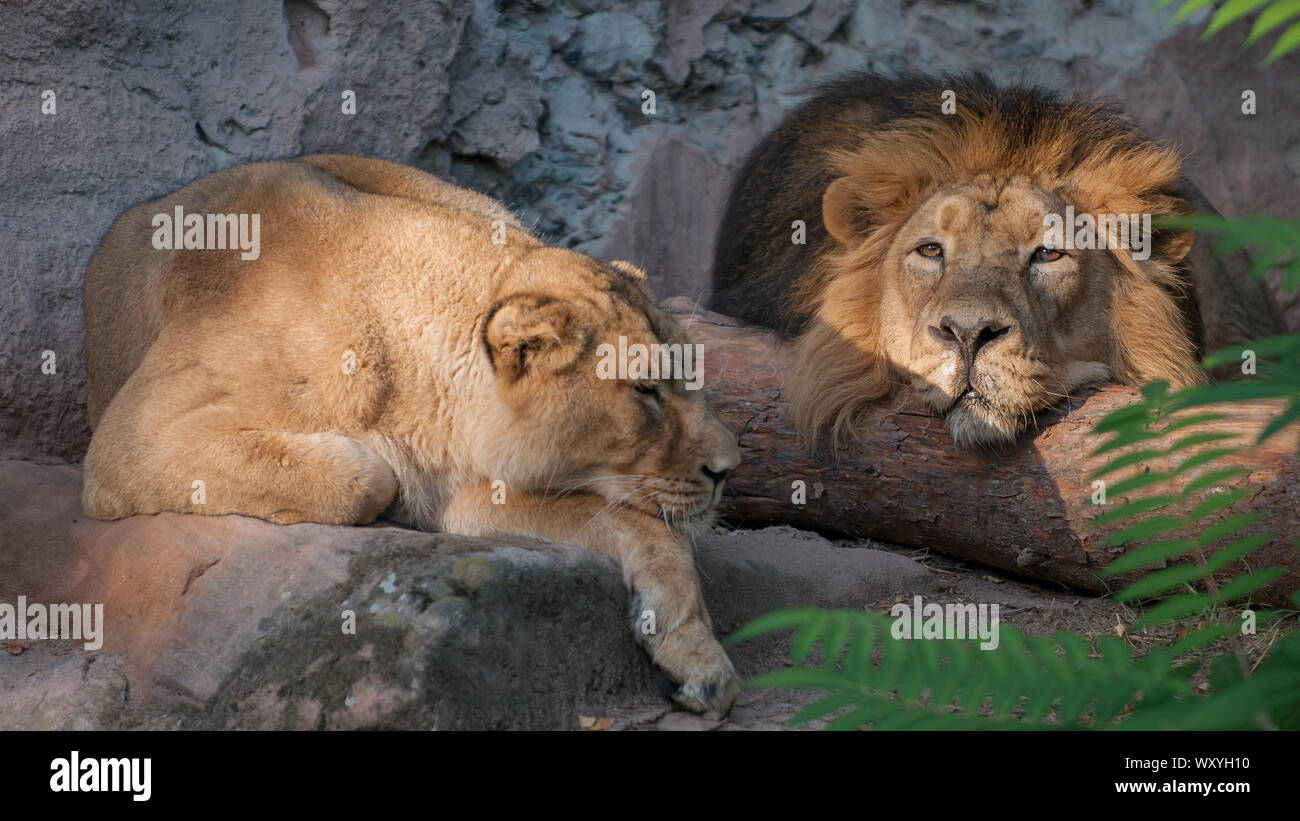 Due leoni pigro relax int sun Foto Stock