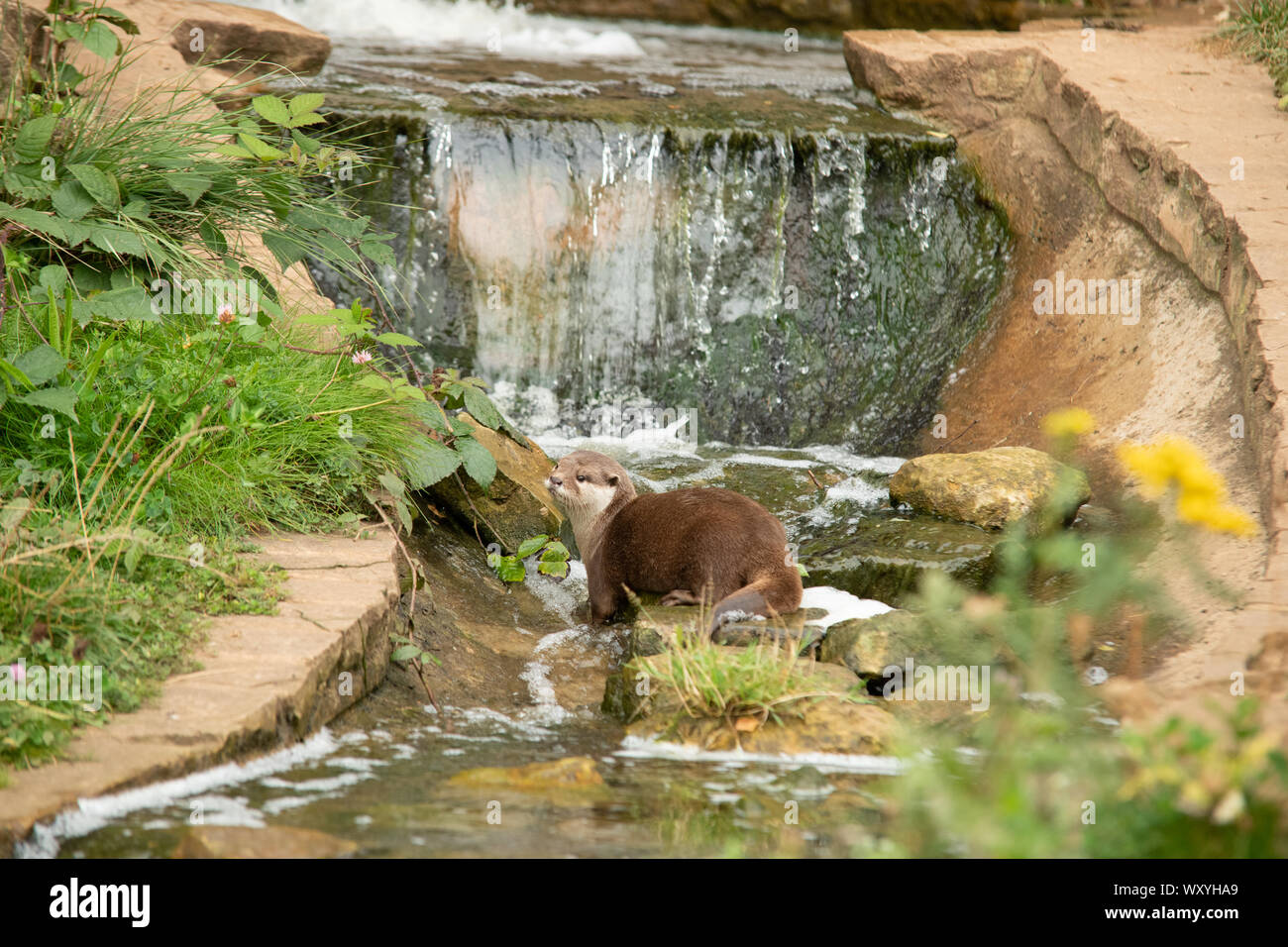 Asian corto-artigliato Otter infront di cascata Foto Stock