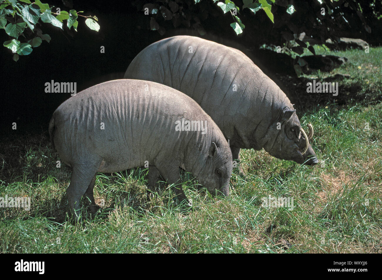 Coppia BABIRUSAS alimentazione (Babyrousa babyrussa). DIMORPHIC sessualmente. Maschio con le zanne, dietro. Nativo di isole Celebes Foto Stock