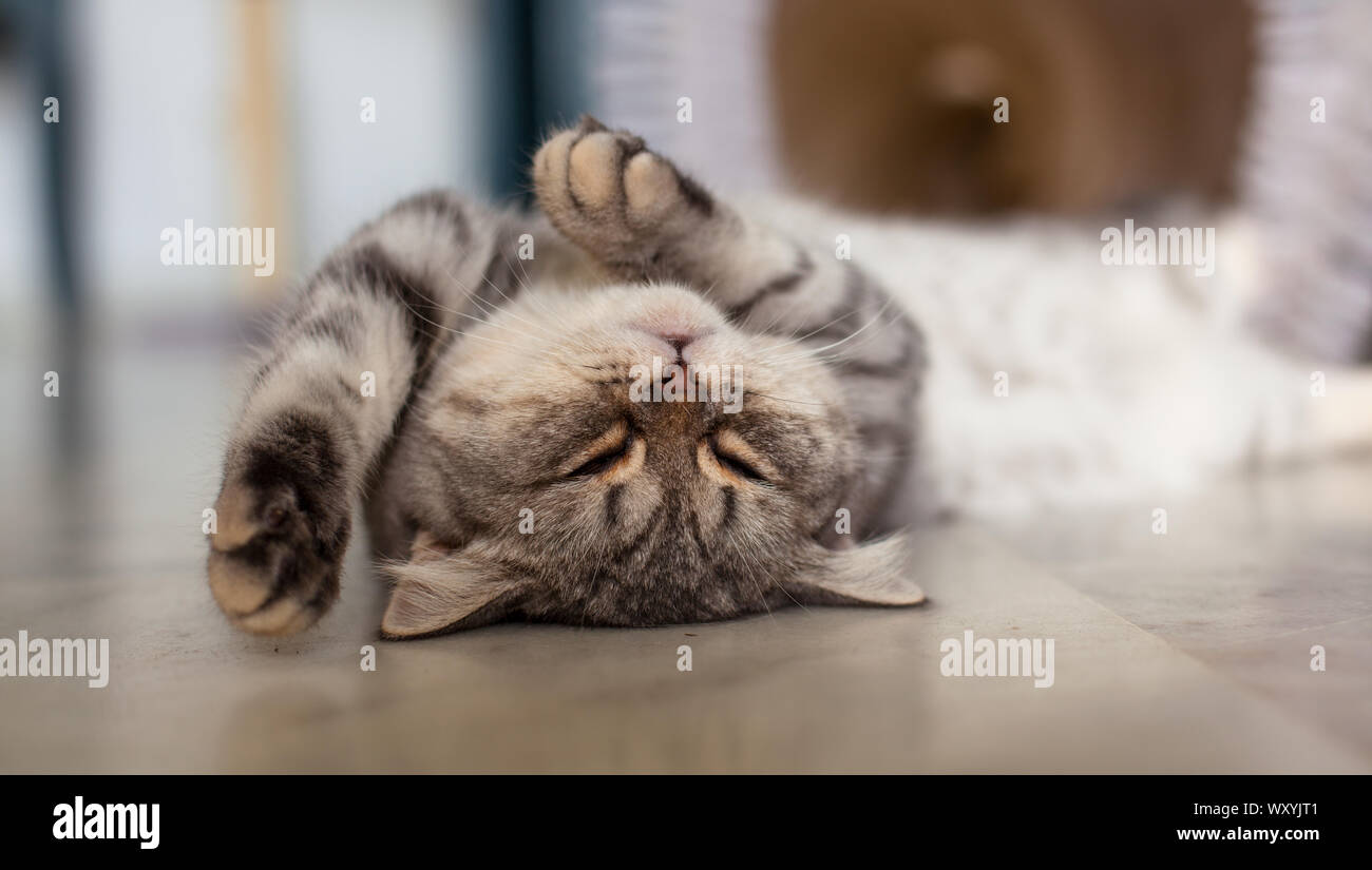 Scottish dritto. Cute cat ritratto, felice pet. Foto Stock