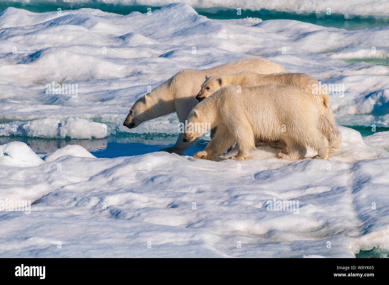Polari Madre orsa con cuccioli su ghiaccio pack nel circolo polare artico, Barentsoya, Svalbard, Norvegia Foto Stock