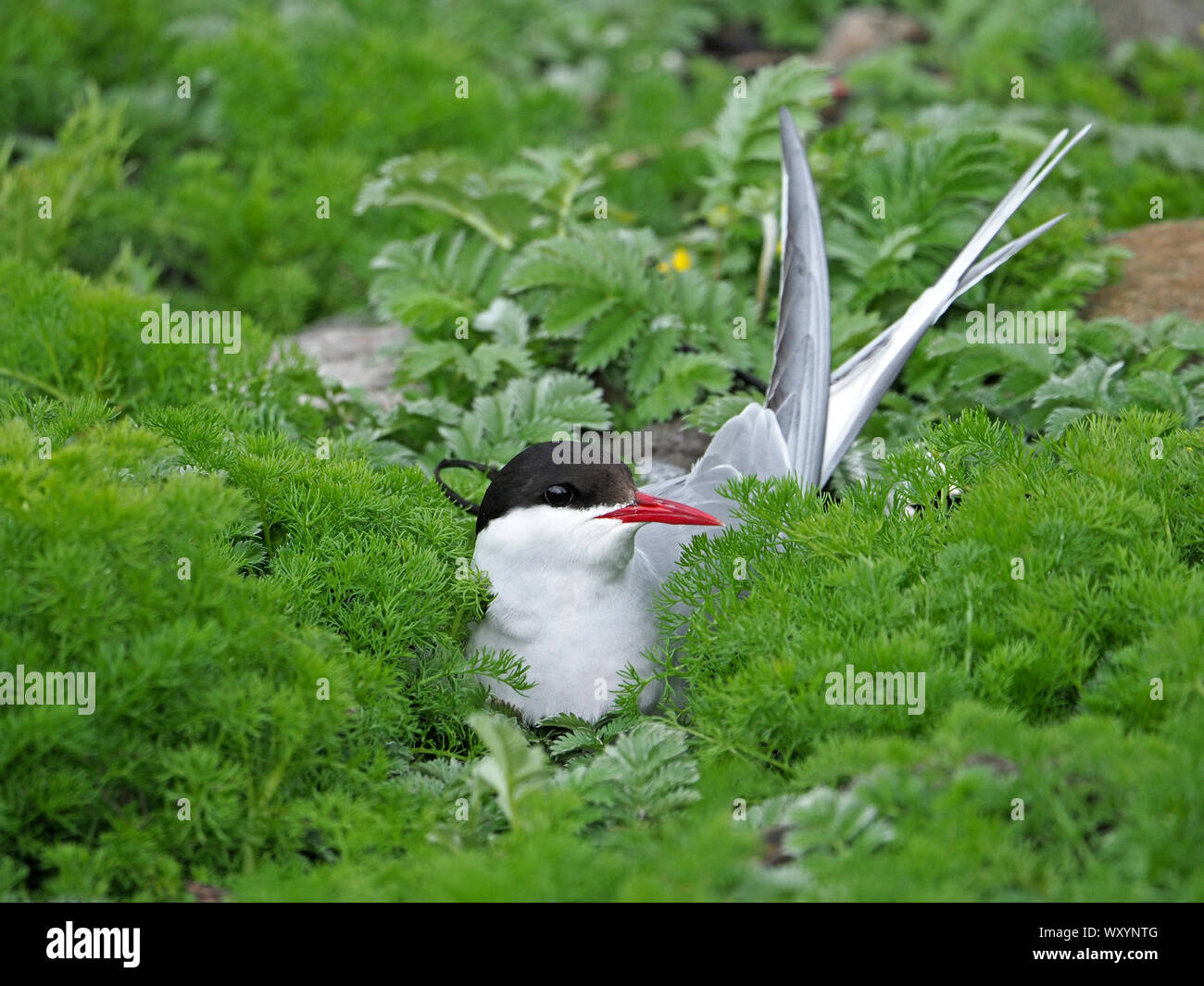 Arctic Tern (sterna paradisaea) aka Sea Swallow nidificanti nel verde folto fogliame di massa sulla isola di maggio, Firth of Forth, Fife, Scozia, Regno Unito Foto Stock