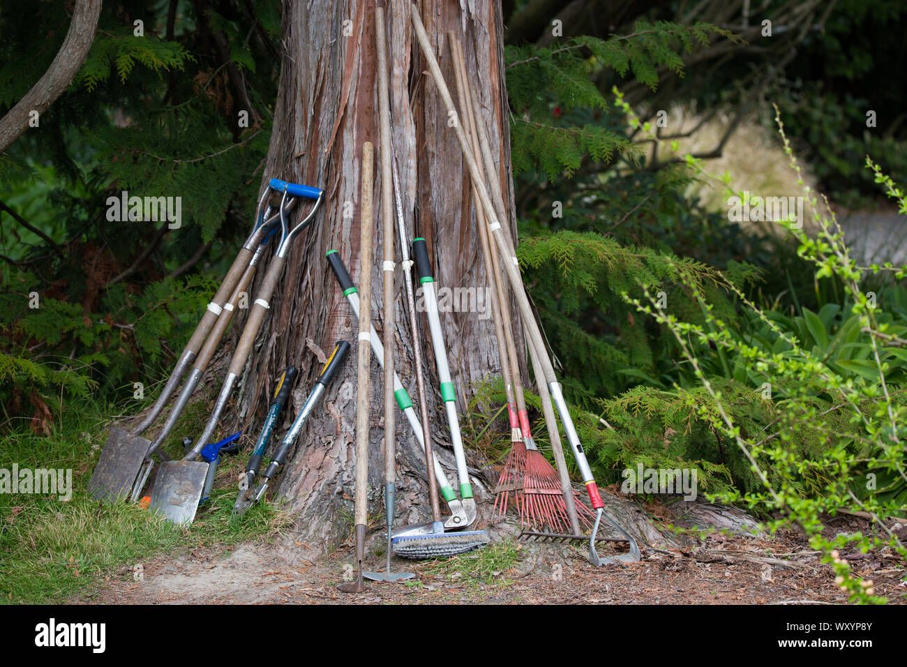 Una varietà di strumenti vengono appoggiate contro un albero in Christchurch Botanic Gardens, pronto per l'uso giardinieri Foto Stock
