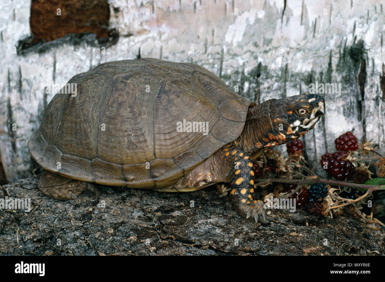Tre-TOED BOX TURTLE (Terrapene carolina triunguis). Maschio adulto, profilo. Dimorphic sessualmente. Foto Stock