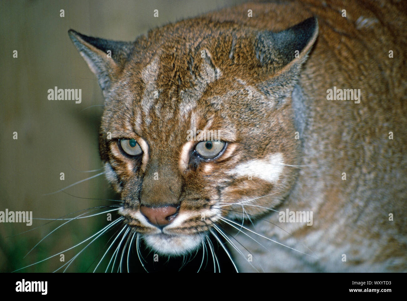 Asia o TEMMINCKI GOLDEN CAT (Felis temmincki) testa dettaglio. Sala Thrigby Wildlife Gardens, Norfolk, East Anglia, REGNO UNITO Foto Stock