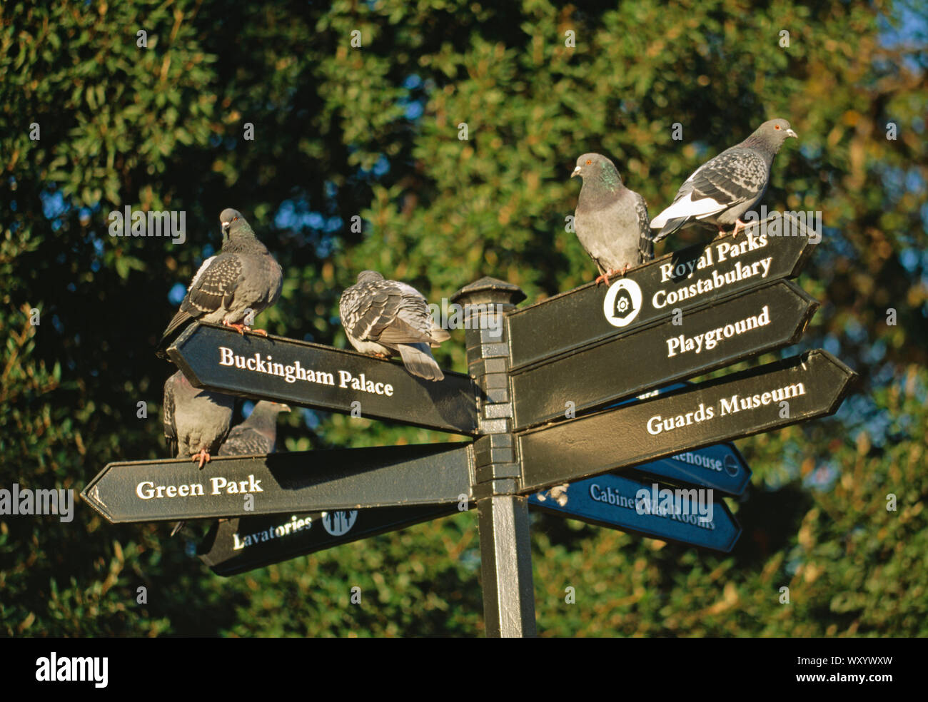 Piccioni selvatici Columba livia su fingerpost in Saint James Park, Westminster, London. Riscaldamento fino al mattino presto la luce del sole. Foto Stock