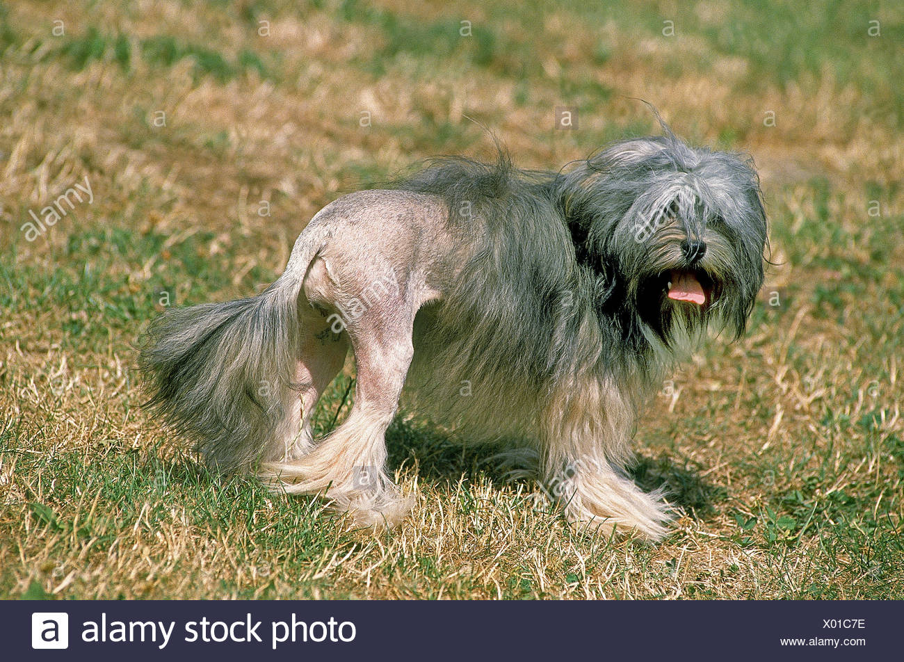 Lowchen O Piccolo Cane Leone Immagini Lowchen O Piccolo Cane Leone