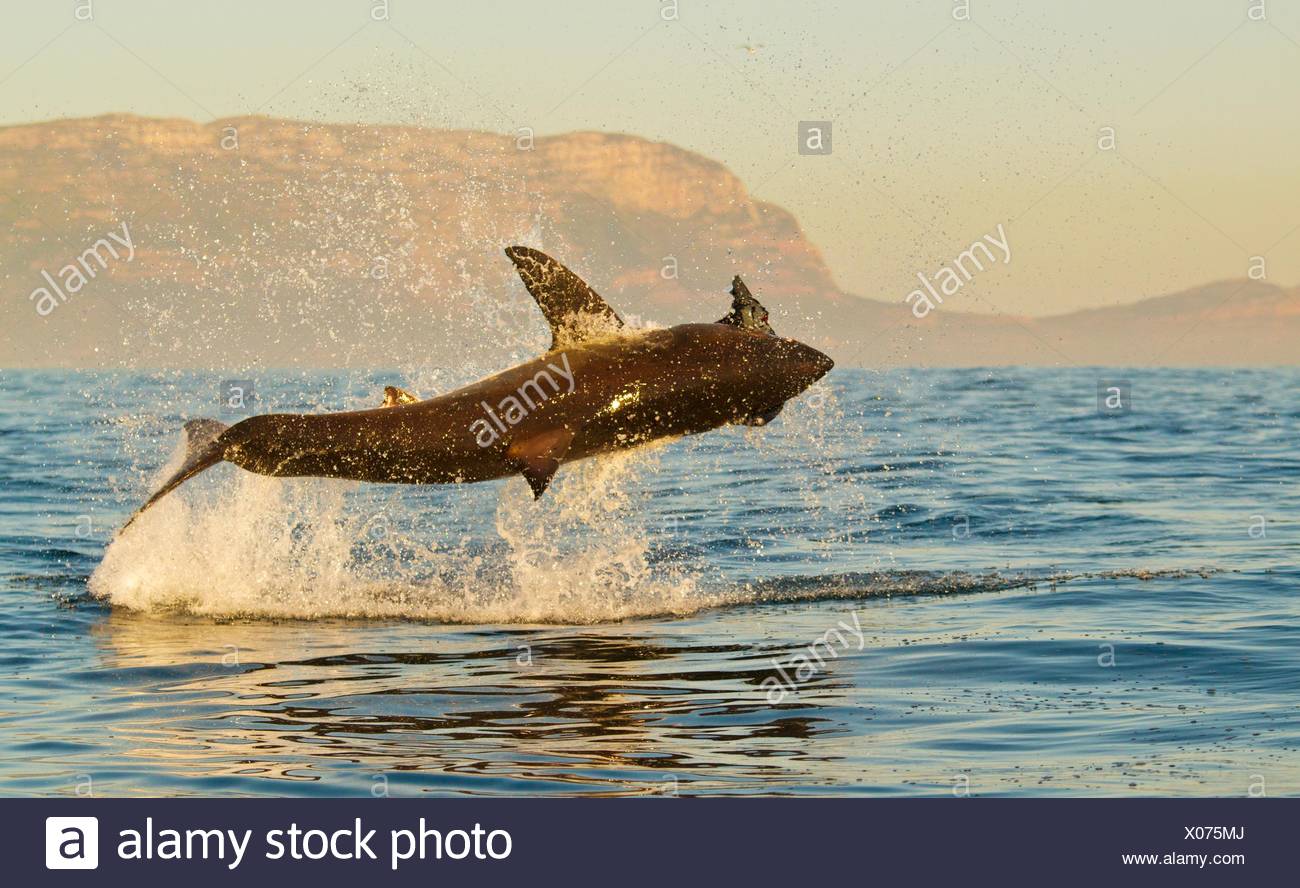 datazione serbatoio squalo