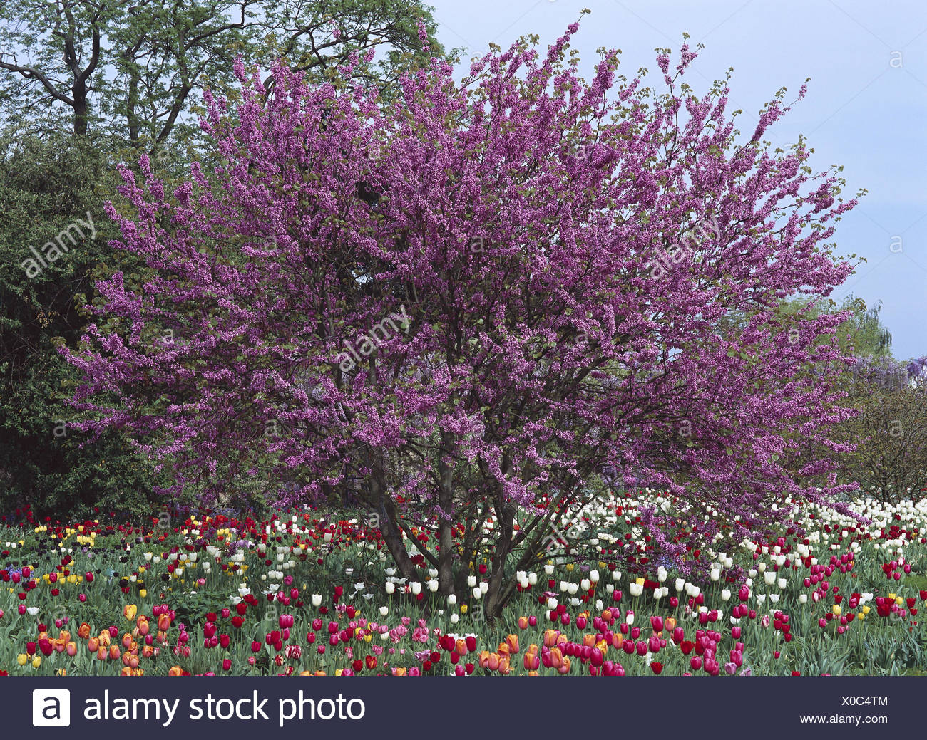 Giardino Tulipani Albero Di Giuda Cerio C Sharp Siliquastrum Prato Fiori Fiori Di Primavera Tulip Blossoms Luminosamente Colorfully Albero Albero Di Giuda Caesalpiniaceae Mimosa Piante E Alberi Ornamentali Piante Ornamentali Botanica