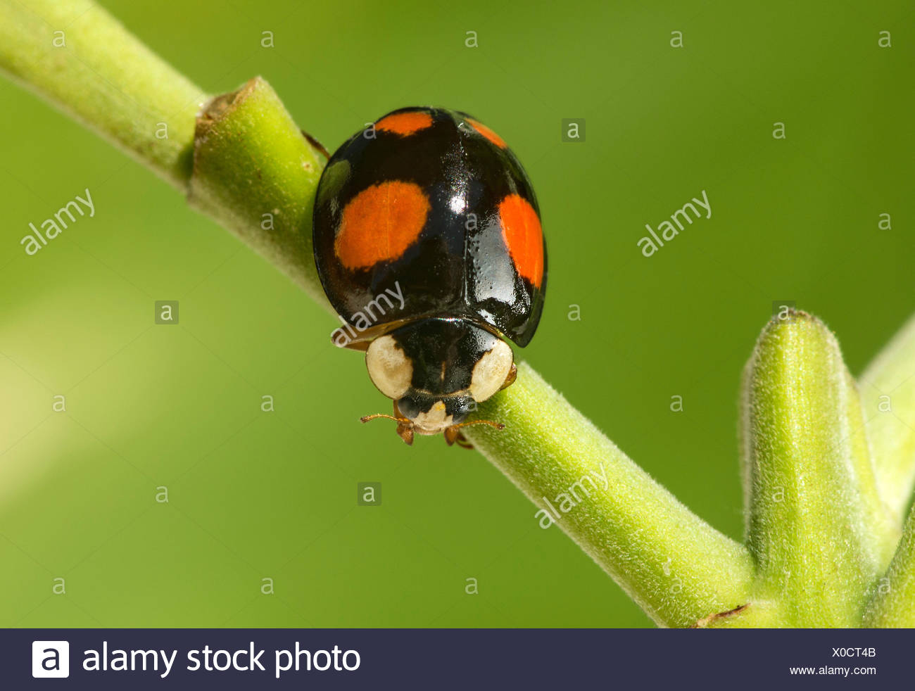 Coccinella Asiatica Harmonia Axyridis Sul Gambo Di Pianta Neobiont Svizzera Foto Stock Alamy