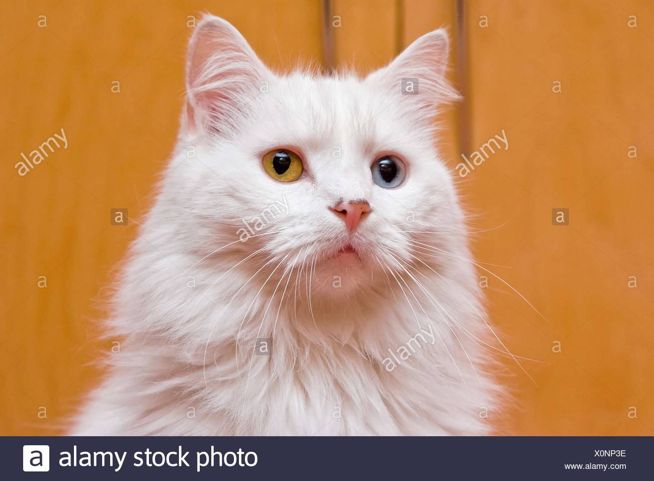 Un Ritratto Di Un Bi Occhio Di Colore Blu E Giallo A Medio Lungo