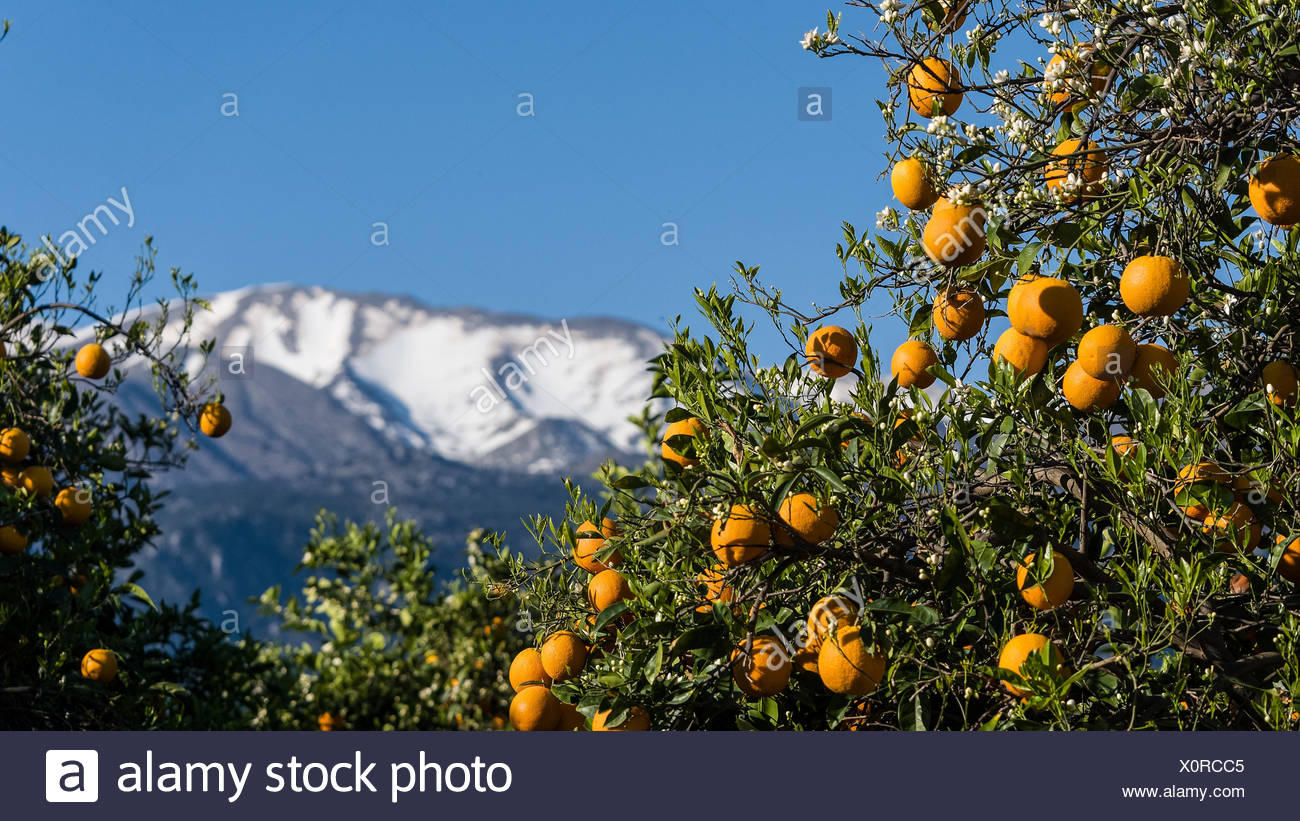 Aranceto Nei Pressi Di Lefka Ori Foto Stock Alamy