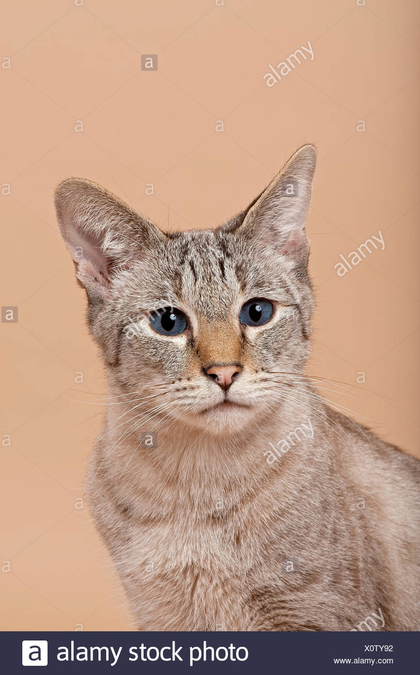 Savannah Gatto Di Razza Foto Immagine Stock 275914158 Alamy