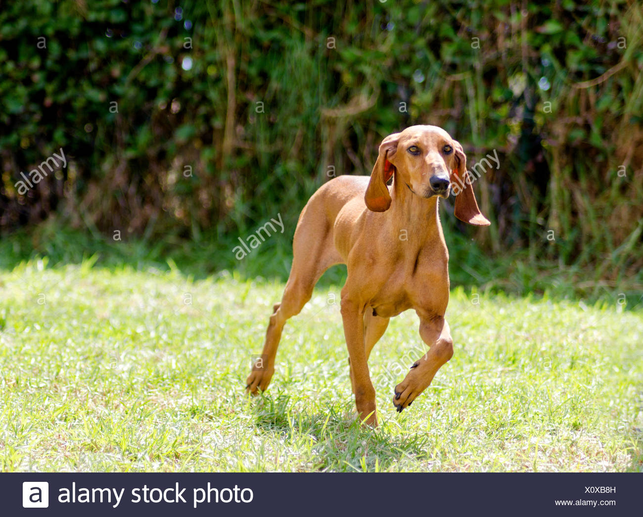 Un Giovane Bella Fulvo Rosso Marrone Rivestimento Liscio Segugio Italiano Cane In Esecuzione Sull Erba L Italiano Hound Dog Ha Una Testa Lunga E Orecchie E Viene Utilizzato Come Un Cane Da Caccia Foto