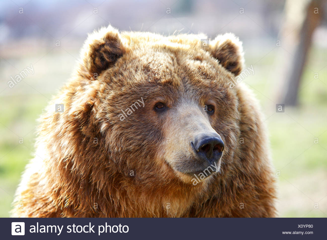 orso marrone