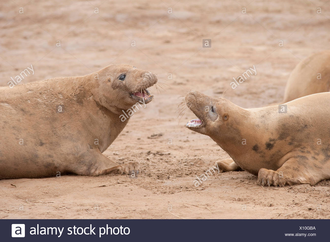 Guarnizione Grigio Femmina Halichoerus Grypus Due Femmine Combattimenti Donna Nook Riserva Naturale Nazionale Lincolnshire Regno Unito Significato Agganciato Dal Naso Di Maiale Di Mare Vero Mare Foto Stock Alamy