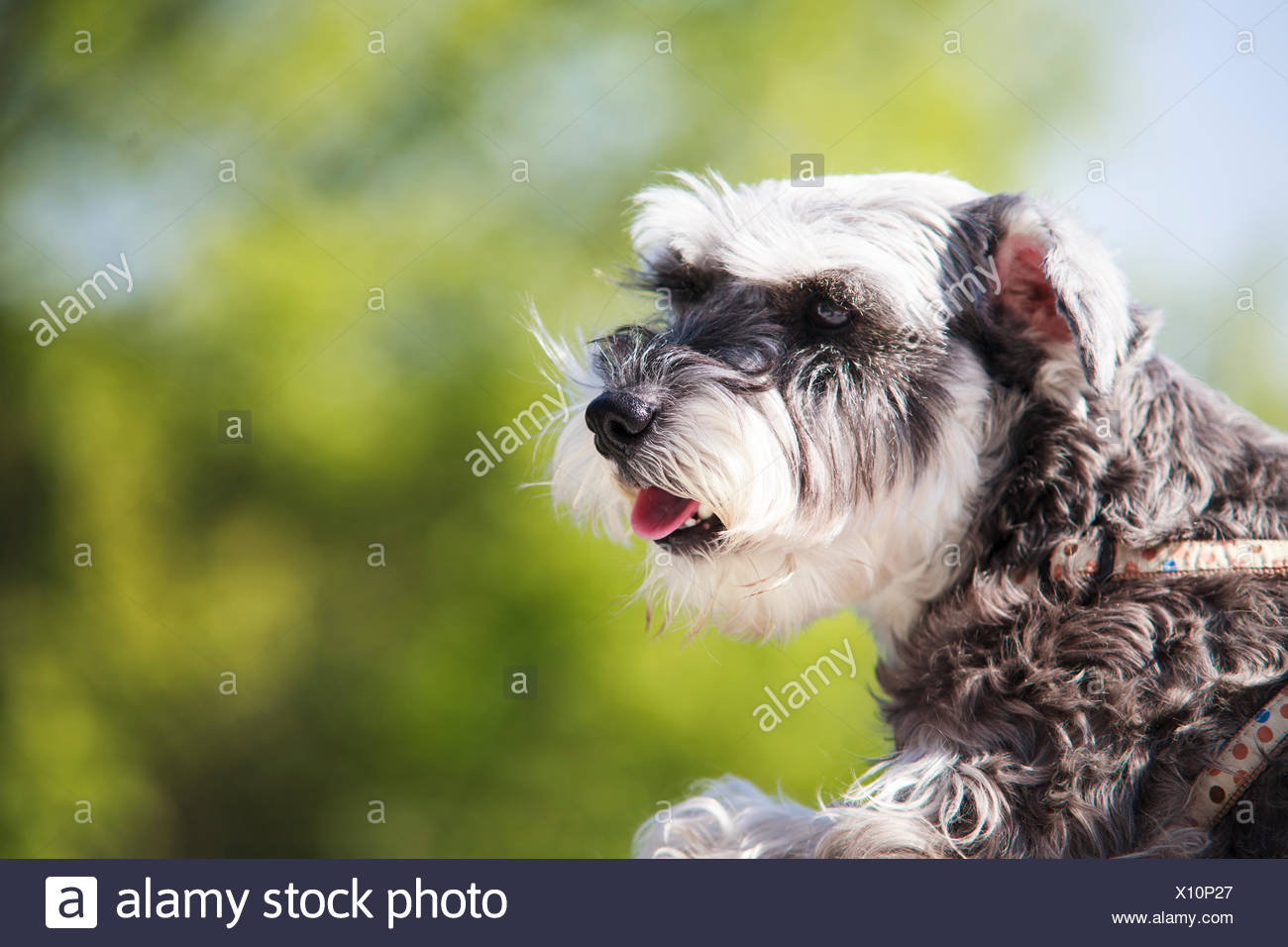 Dolce Schnauzer Cane Divertente Con Le Orecchie Sorrisi Con Un Bel Colore Di Sfondo Foto Stock Alamy