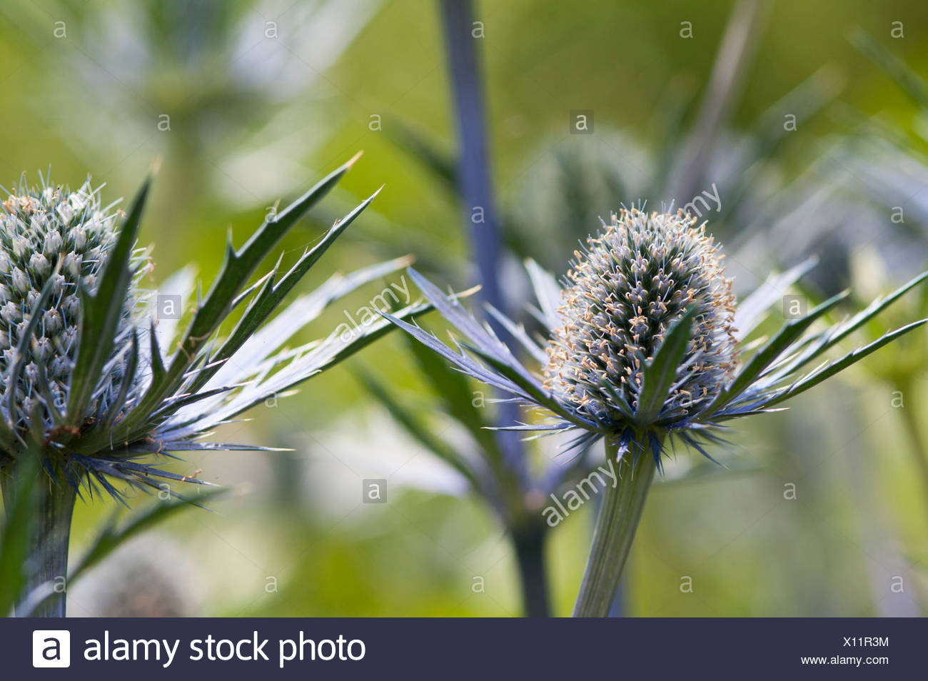 Mare holly, Eryngium x zabelii Jos Eijking. Thistle-come le teste dei fiori circondata da spinoso di colore argenteo delle brattee blu. Foto Stock