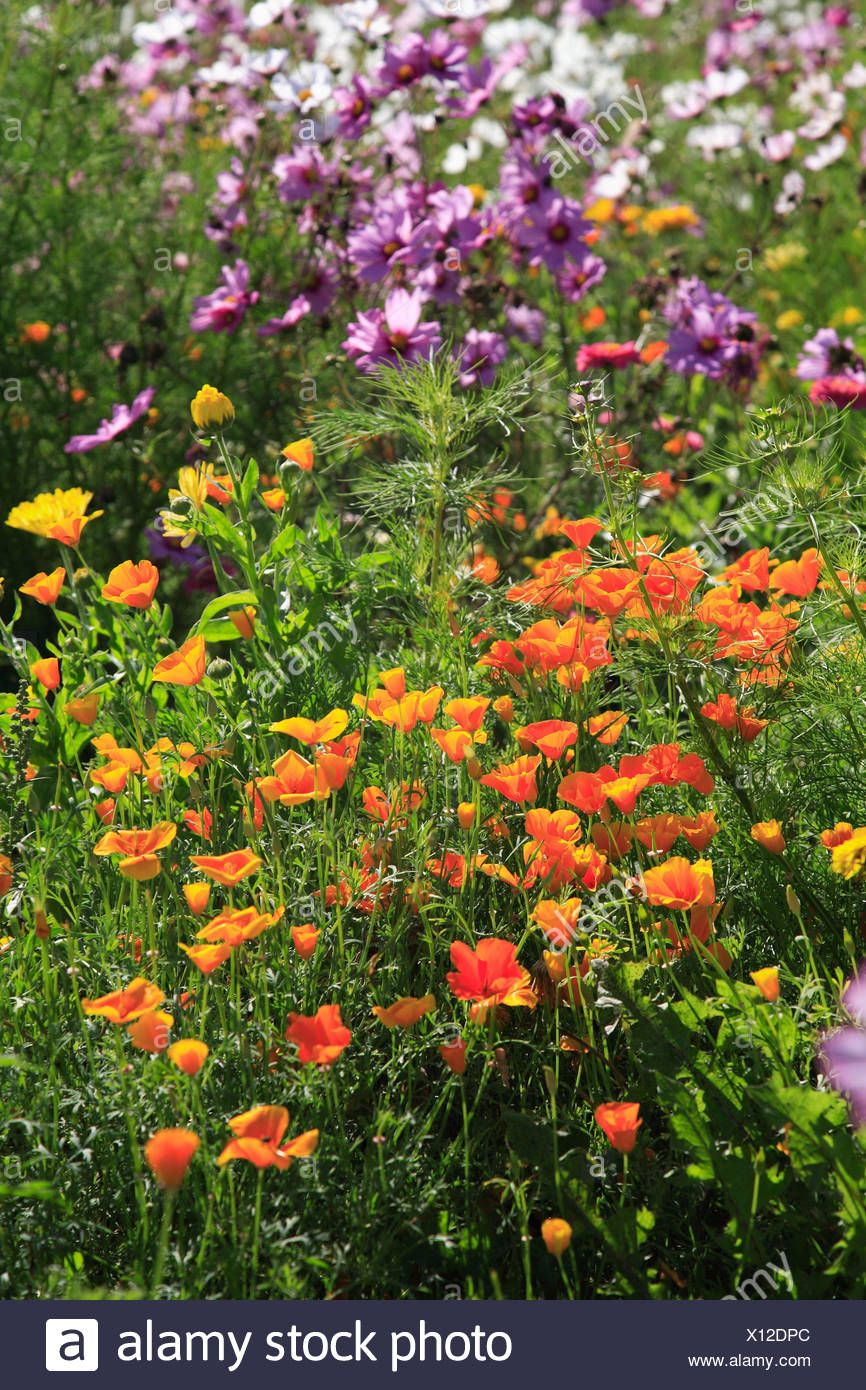 Mix di Fiori Prato Giapponese Semi di Fiori Batlle Mix di Fiori Prato Giapponese Semi di Fiori Batlle