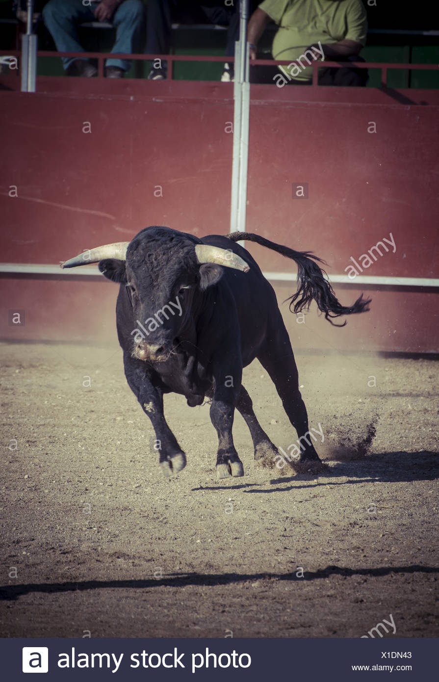 In Spagna Torna La Corrida Il Torero Finisce Incornato Ma Si Salva Corriere Tv