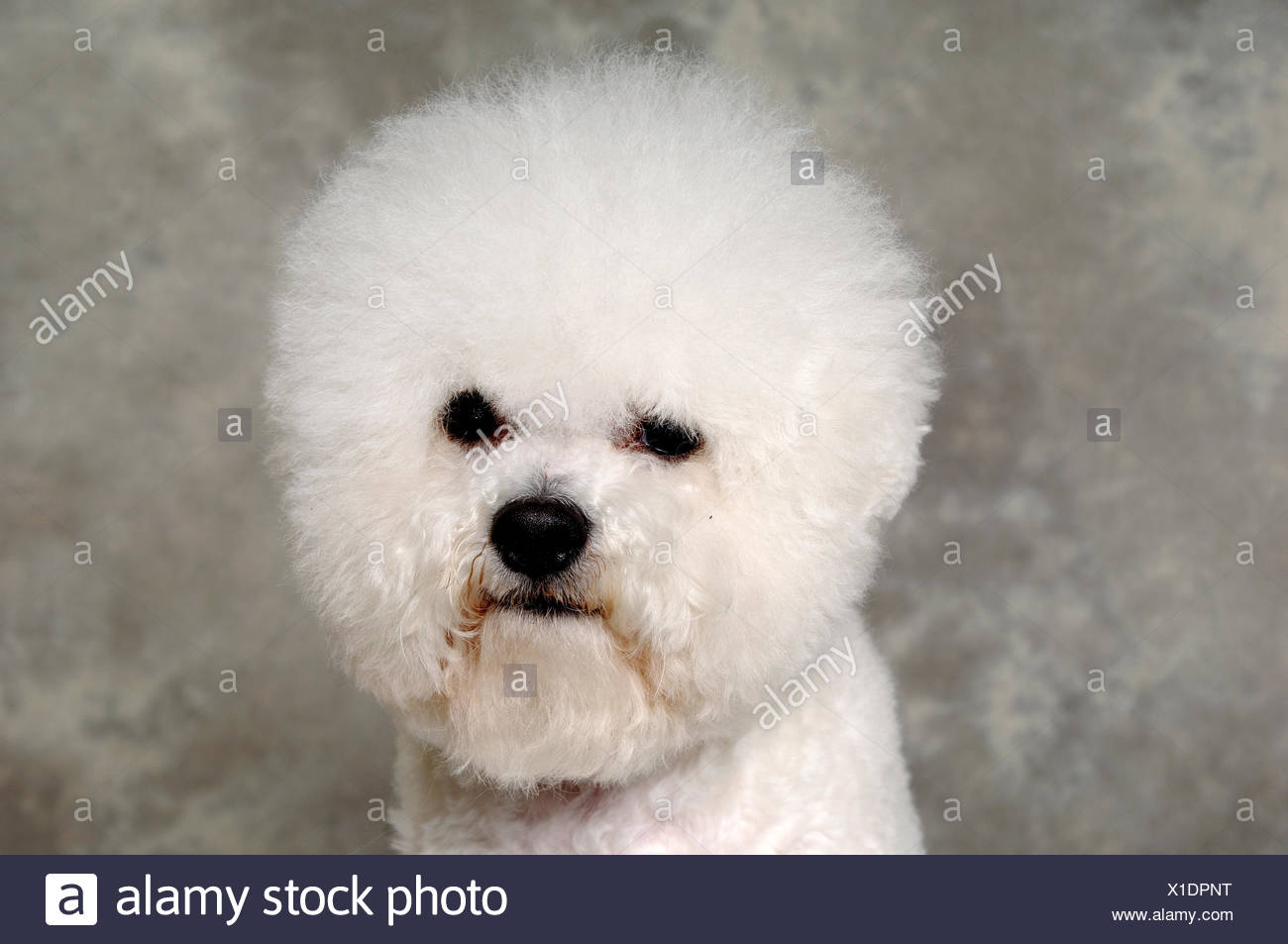 Faccia Del Cane Barboncino Foto Stock Alamy