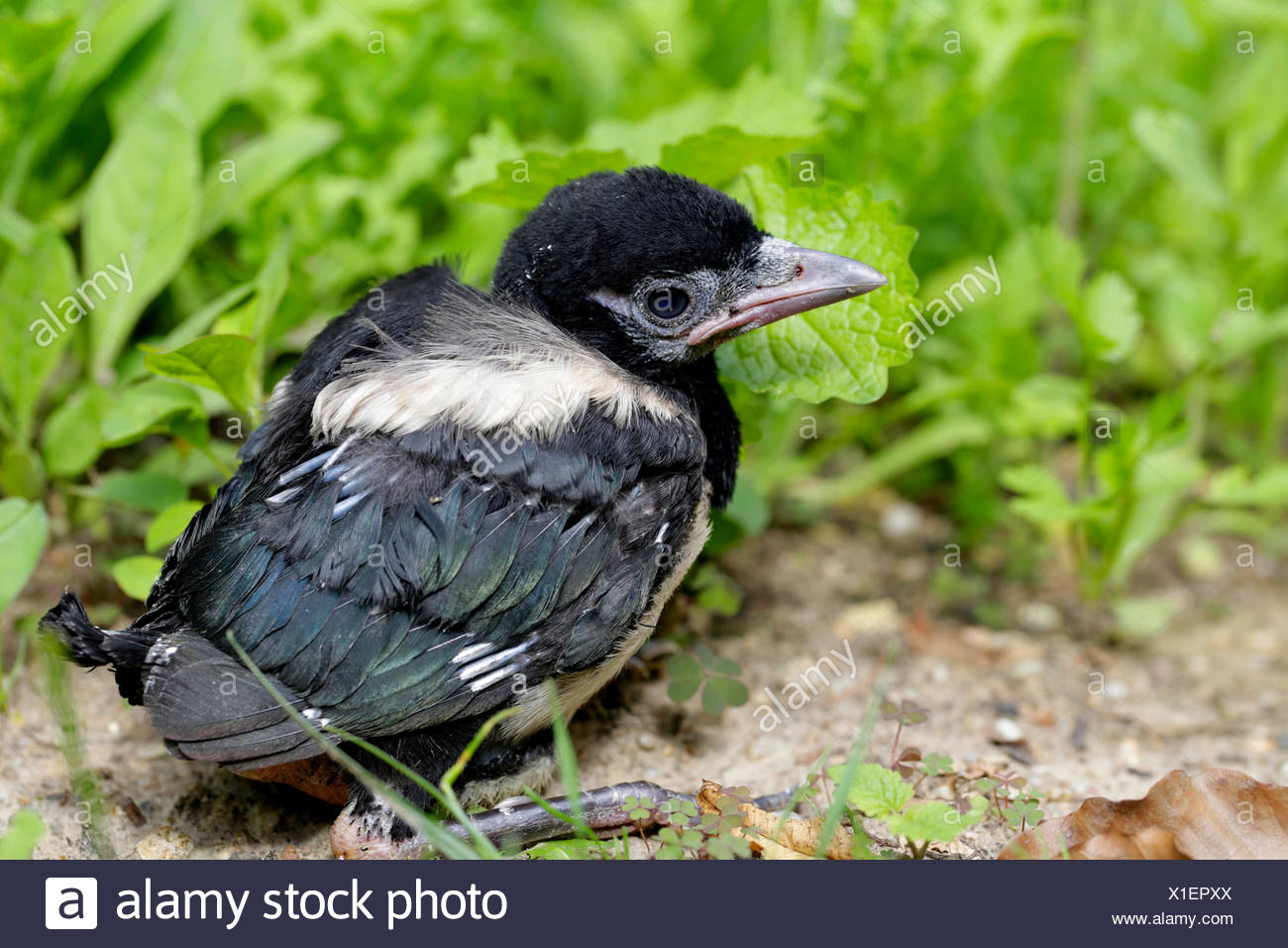 Nero Fatturati Gazza Pica Pica Uccello Giovane Seduto A Terra Annidata In Germania In Baviera Foto Stock Alamy