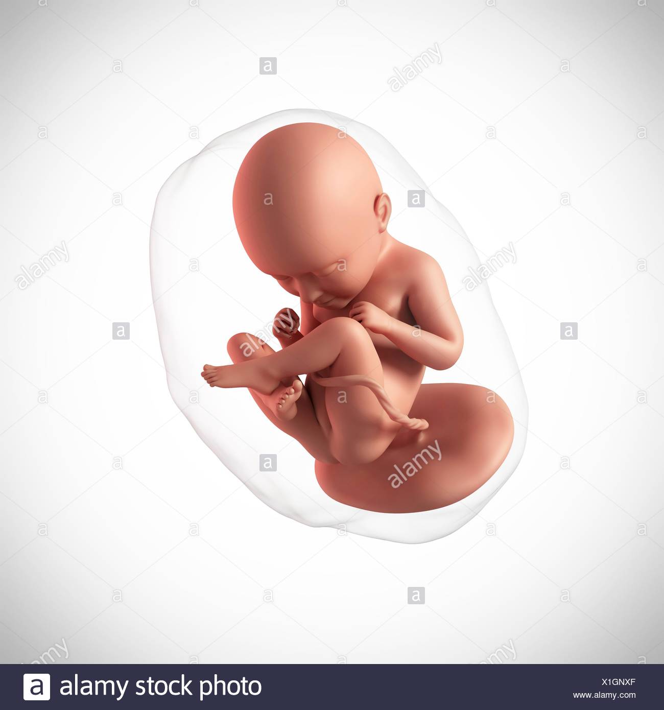 Feto Umano Eta 35 Settimane Illustrazione Foto Stock Alamy