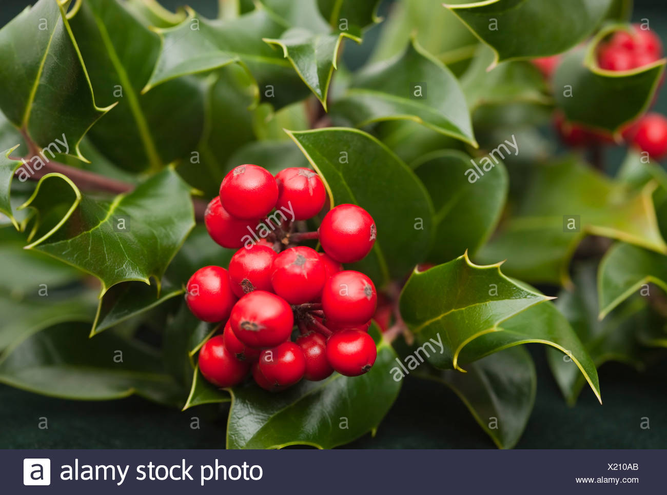 Immagini Agrifoglio Di Natale.Agrifoglio Di Natale Immagini E Fotos Stock Alamy