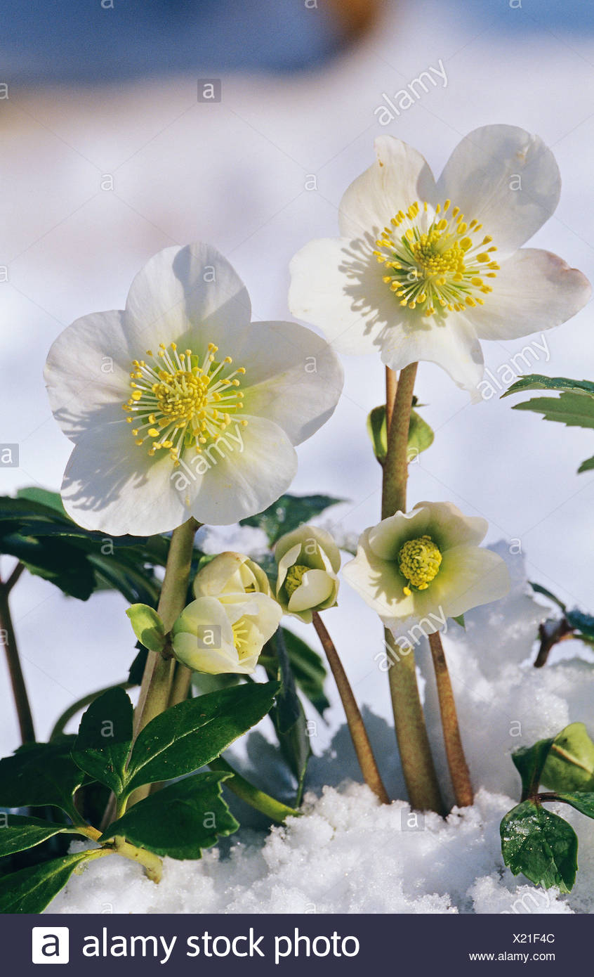 Rosa Di Natale Immagini.Rosa Di Natale Sboccia Nella Neve Helleborus Niger Foto Stock Alamy