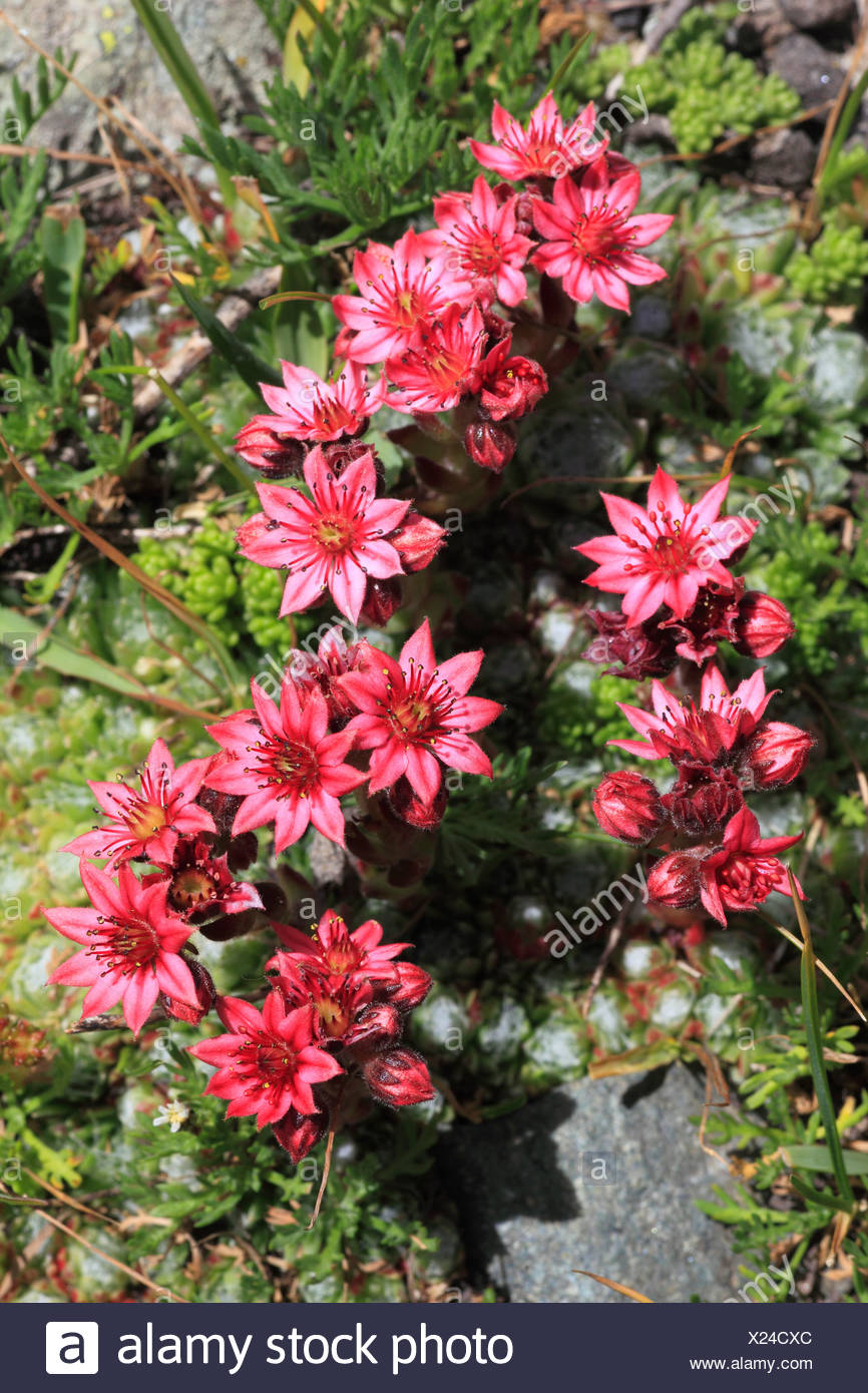 Alpi Flora Alpina Flora Di Montagna Fiori Fiori Blossom Fiorire Dettaglio Flora Montagne Semprevivo Live Forever Macro Foto Stock Alamy