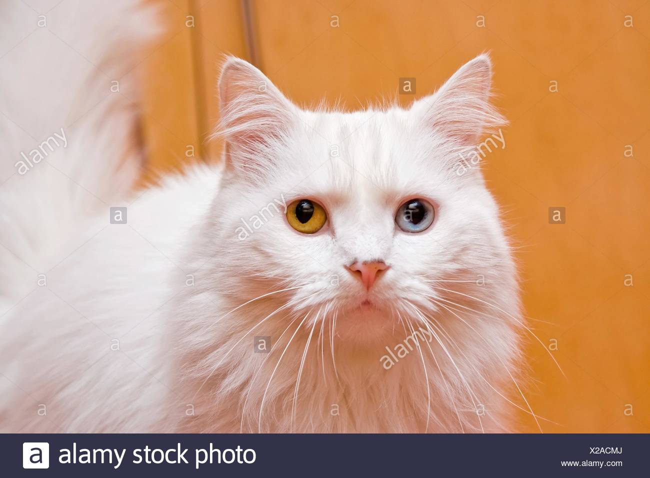 Un Ritratto Di Un Bi Occhio Di Colore Blu E Giallo A Medio Lungo
